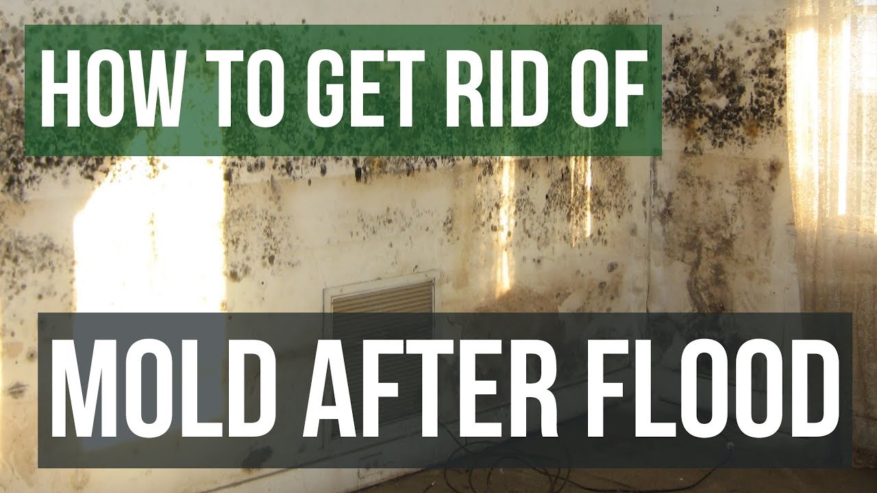 Top 5 Steps to Follow for Mold Remediation