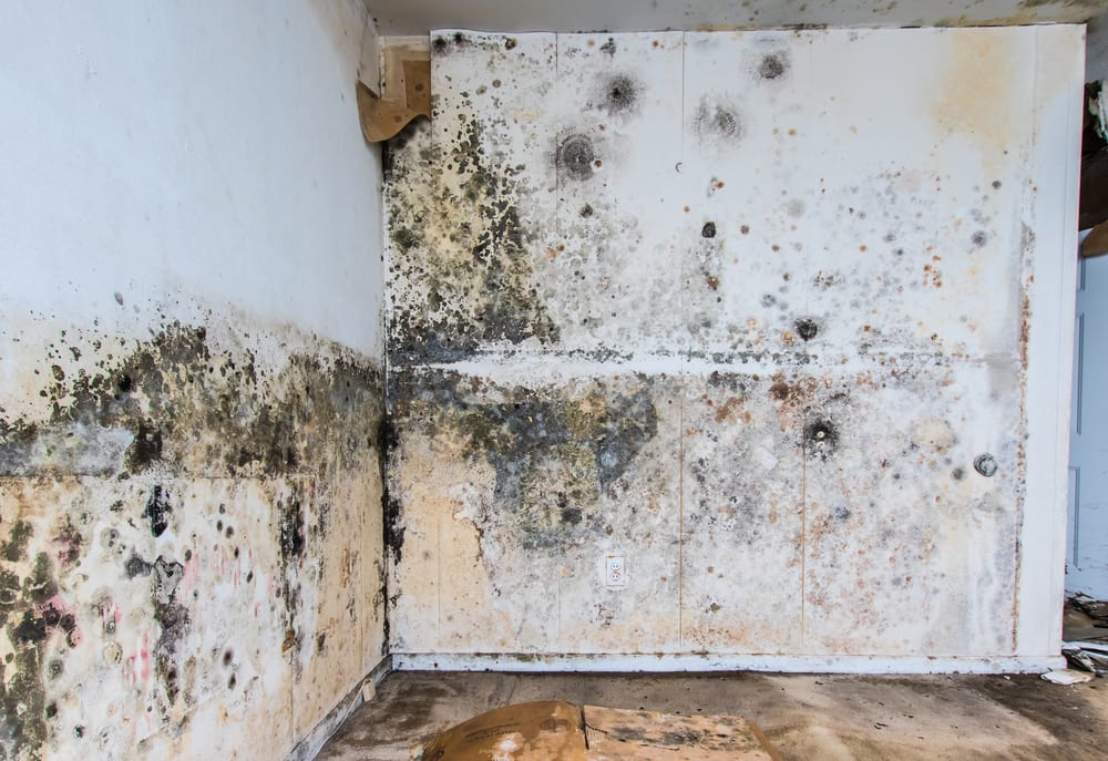 Essential Tips to Remove Mold