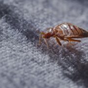 ADVICE ON HOW TO PREVENT BED BUGS WHEN TRAVELING