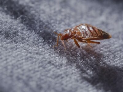 ADVICE ON HOW TO PREVENT BED BUGS WHEN TRAVELING